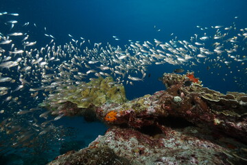 Naklejka na ściany i meble Many of glass fish on Richerieu rock, North Andaman, Thailand