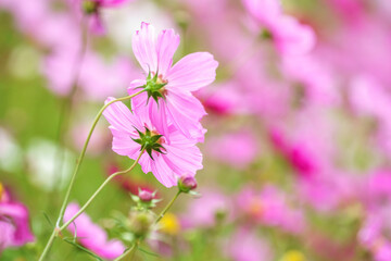 コスモスの花　秋のイメージ