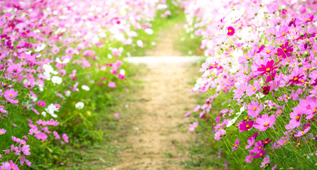 コスモスの花　秋のイメージ