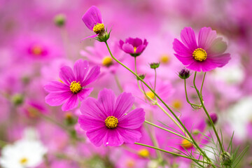 Fototapeta premium コスモスの花 秋のイメージ