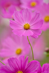 Fototapeta premium コスモスの花 秋のイメージ