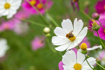 Obraz premium コスモスの花 秋のイメージ