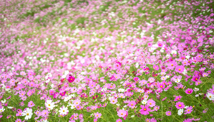 コスモスの花　秋のイメージ