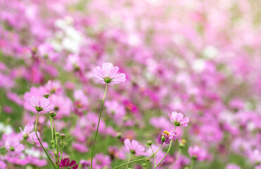 コスモスの花　秋のイメージ