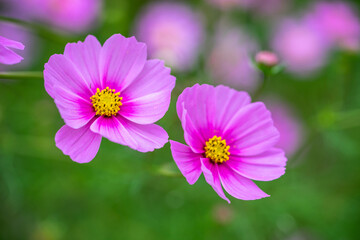 コスモスの花　秋のイメージ