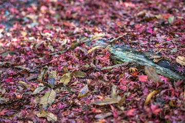 紅葉　秋の季節のイメージ