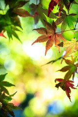 紅葉　秋の季節のイメージ