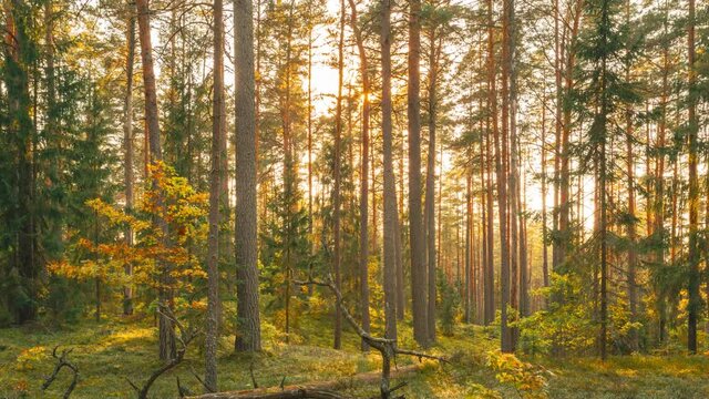 Autumn Forest Time Lapse, Timelapse. Beautiful Sunset Sun Sunshine In Sunny Autumn Coniferous Forest. Sunlight Sunrays Shine Through Woods In Forest Landscape. View Of Fallen Tree Trunk. 4K