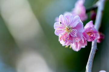 紅梅　初春の和風イメージ