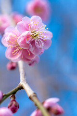 Fototapeta na wymiar 紅梅　初春の和風イメージ