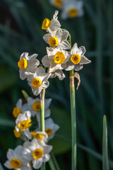 水仙の花　初春イメージ