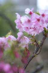 Fototapeta premium 桜の花 春のイメージ