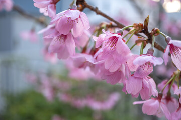 Obraz premium 桜の花 春のイメージ