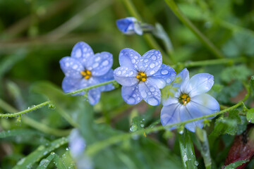 ハナニラの花　春のイメージ
