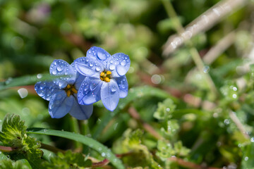 ハナニラの花　春のイメージ