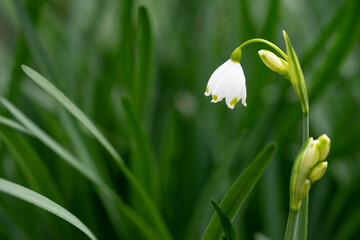 すずらんの花　春のイメージ