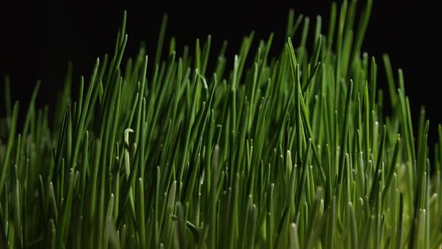 MACRO SHOT: Lots of green wheat sprouts growing on a dark background. Timelapse of developing plants. Concept of viability.
