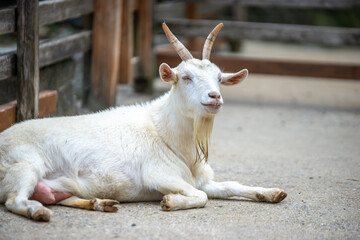 Obraz premium ヤギのポートレート