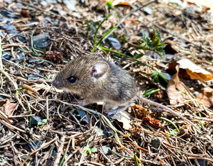Naklejka na ściany i meble The wood mouse (Apodemus sylvaticus) in the forest with some leaves and grass