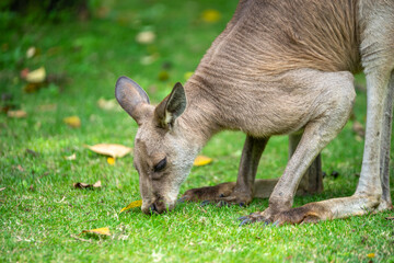 カンガルーのポートレート
