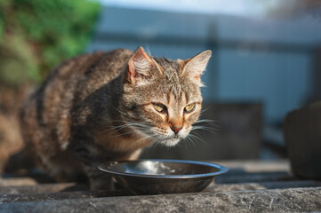 A funny brown tabby cat sits near a bowl of food and looks warily into the distance. Feeding homeless animals on the street. Sunny day.