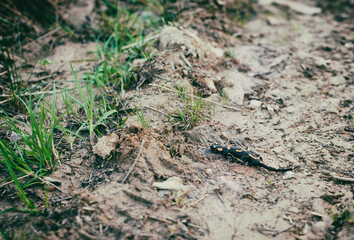 Adult fire salamander. Vivid green wildlife scenery with a amphibian creature resting.