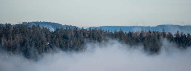 Amazing mystical rising fog forest trees landscape view in black forest ( Schwarzwald ) Germany panorama banner .- dark mood.