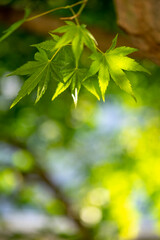 Obraz premium 緑のモミジ 初夏のイメージ