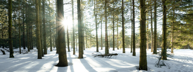 Amazing forest trees firs landscape snowscape view in the morning with sunbeams sunshine in black forest winter with snow ( Schwarzwald ) Germany background panorama banner .
