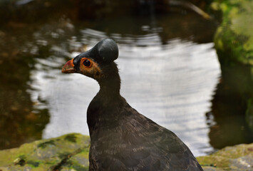 Macrocephalon maleo, Maleo bird, blur background at the edge of the pond