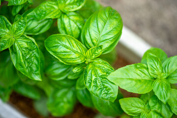 バジルの葉　家庭菜園のイメージ