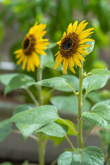 ひまわりの花　夏のイメージ