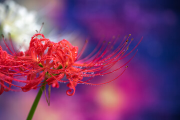 彼岸花　秋のイメージ