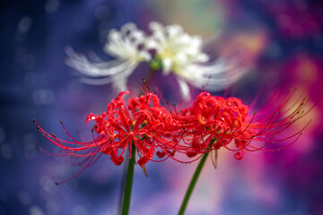 彼岸花　秋のイメージ