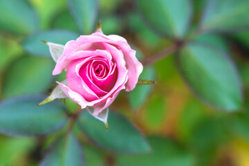 バラの花　屋外撮影