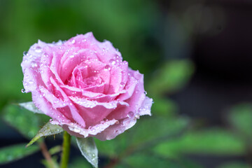 バラの花　屋外撮影