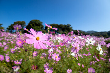コスモス畑　秋のイメージ