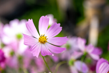 コスモスの花　秋のイメージ