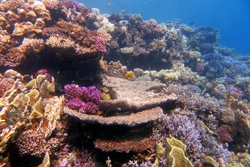 coral reef and coral