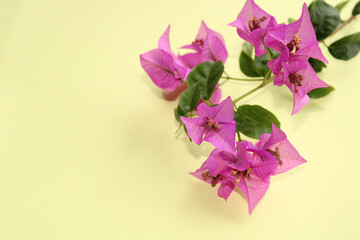 Bouquet pink flowers on a yellow background