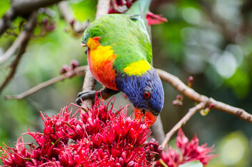 Rainbow Lorikeet bird eating red Schotia brachypetala or weeping boer-bean on the tree at Sydney Botanic garden.