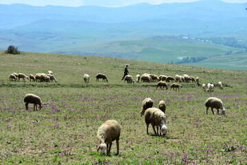 Fototapeta premium flock of sheep.