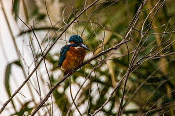 bird kingfisher on a branch