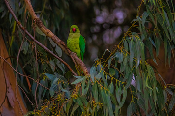 green parrot on a eucalyptus branch