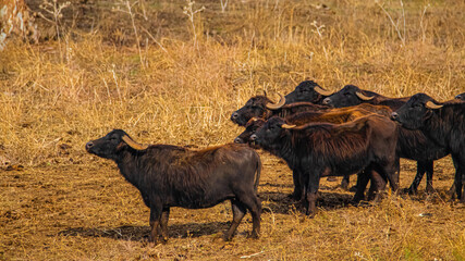 brown buffaloes in the pasture