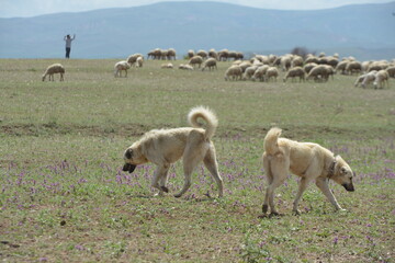 Shepherd dogs with herd of sheep in open field.