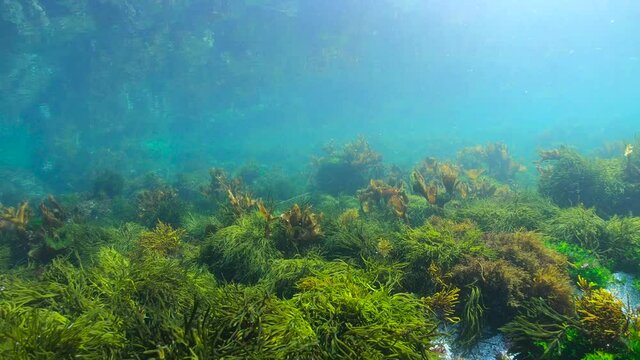 Seafloor with green and brown algae underwater seascape, Eastern Atlantic ocean, Spain, Galicia