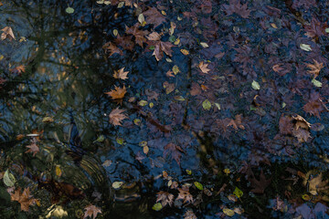 Fototapeta na wymiar dried leaves floating on water, Colourful fall leaves in pond