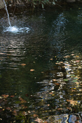 dried leaves floating on water, Colourful fall leaves in pond