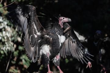 two red-headed vulture on the branch one lands and the other with open wings